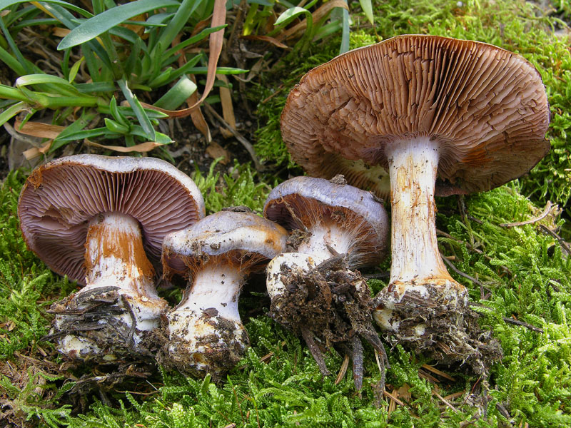 Cortinarius da determinare.